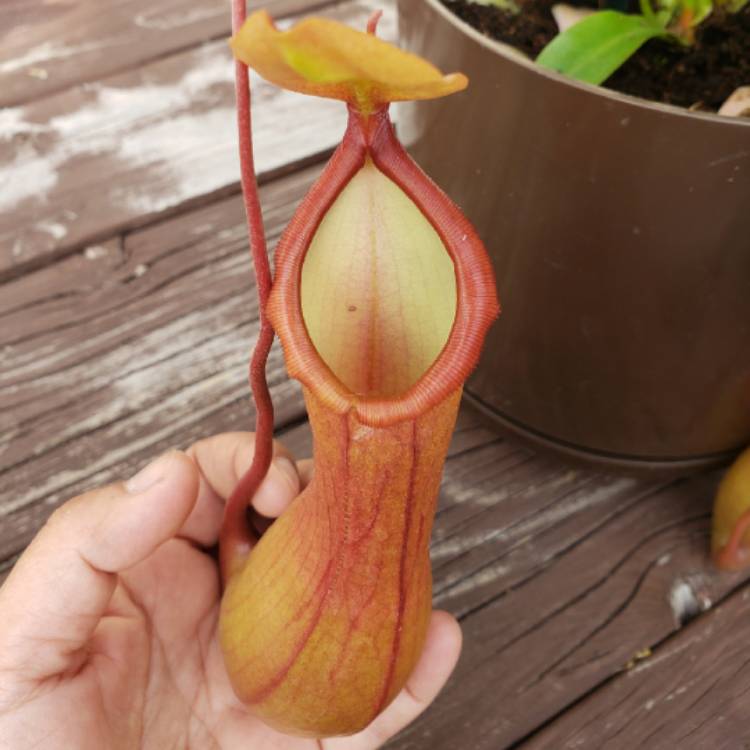 Plant image Nepenthes 'Alata'