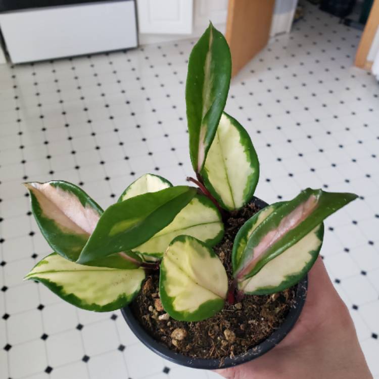 Plant image Hoya carnosa 'Krimson Princess' syn. Hoya carnosa 'Rubra'