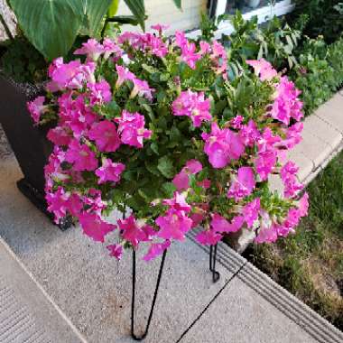 Petunia