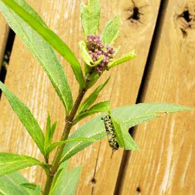 Asclepias incarnata 'Cinderella'