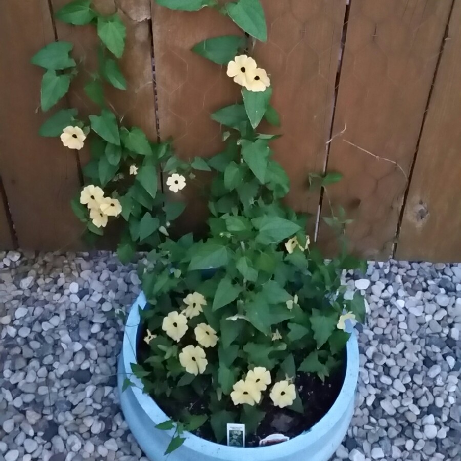 plant image 154059