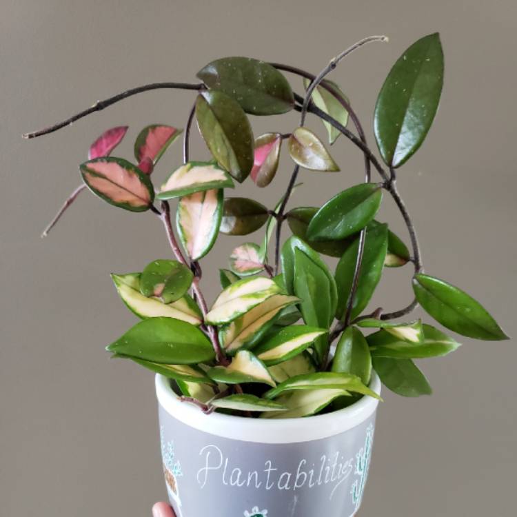 plant image 1544021