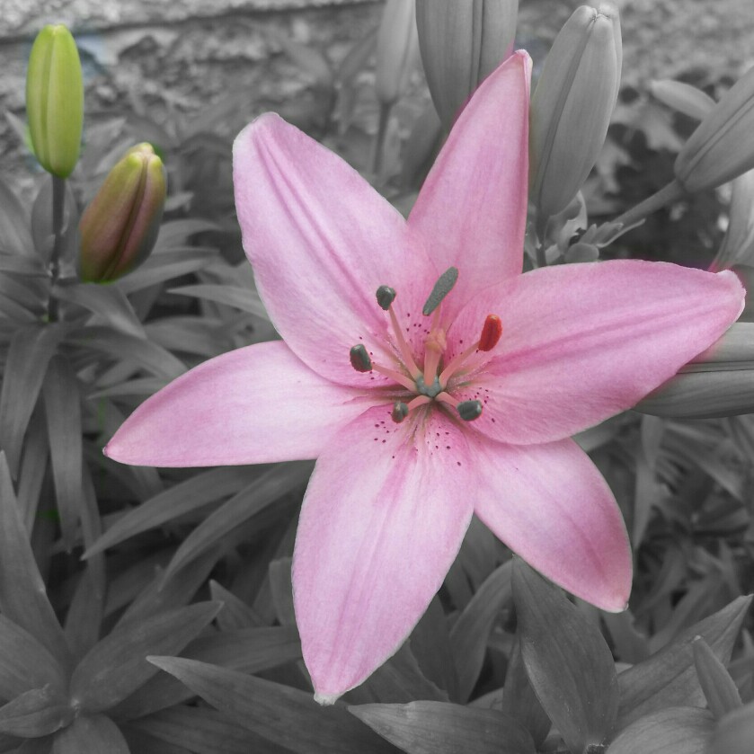 plant image 158298