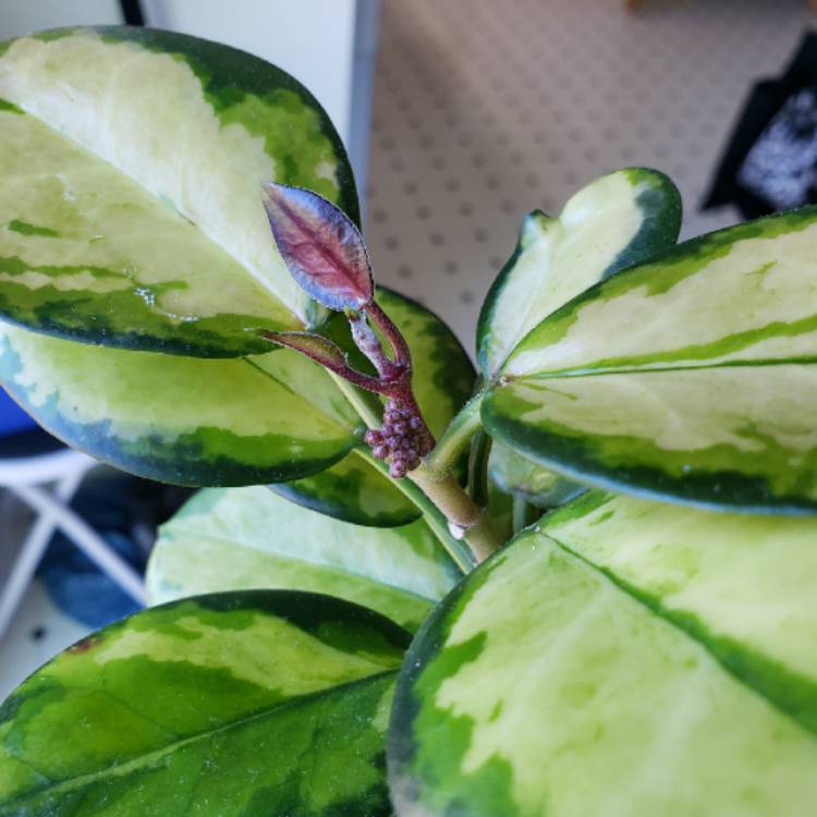 plant image 1605978