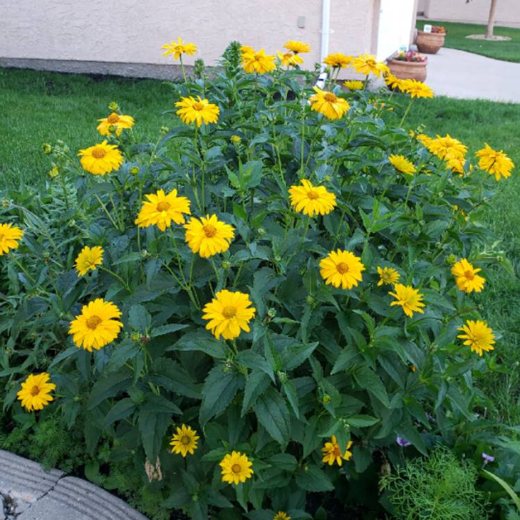 Plant image Heliopsis