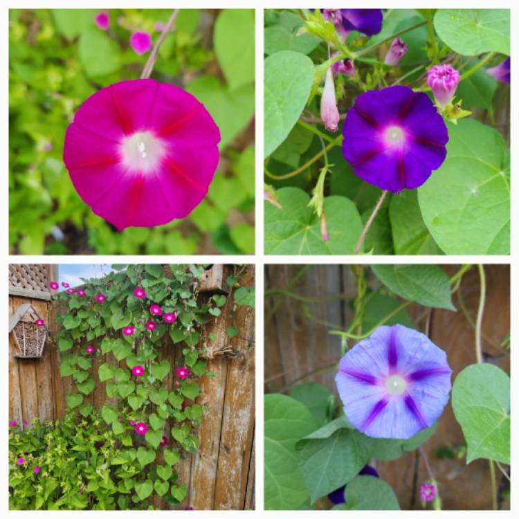 plant image 1628428