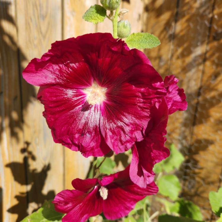 plant image 1631626
