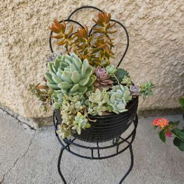 Le's garden