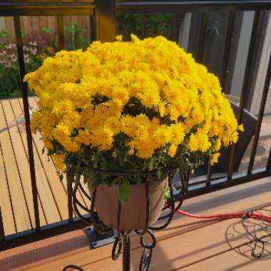Chrysanthemum