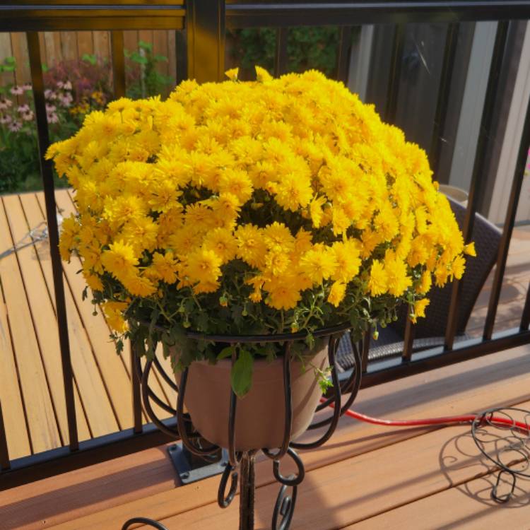 plant image 1632828