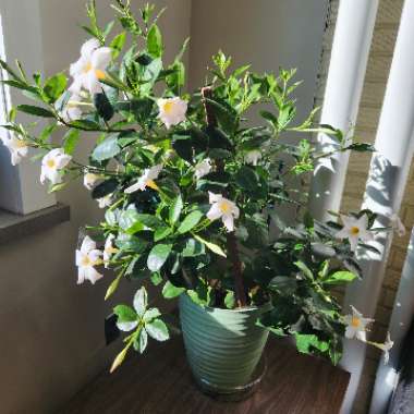 Mandevilla