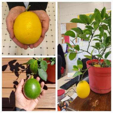 Meyer Lemon Tree