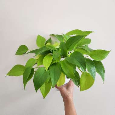 Epipremnum 'Neon'