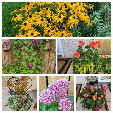 Le's garden
