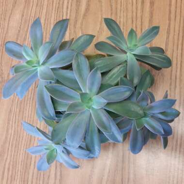 xGraptoveria Fred Ives