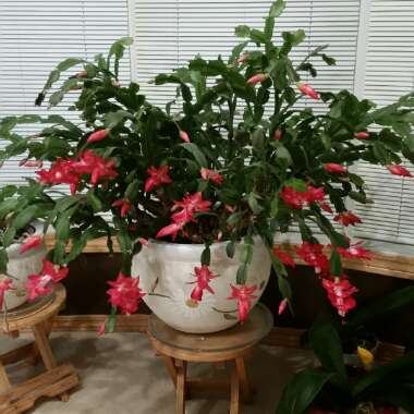Schlumbergera truncata