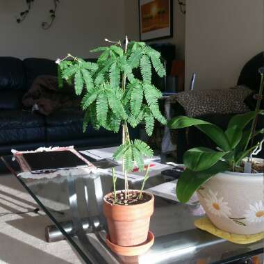 Mimosa pudica