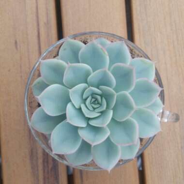 Echeveria Alfred