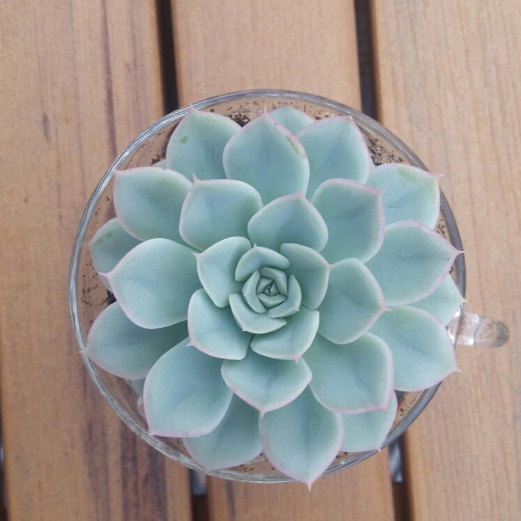 plant image 743596