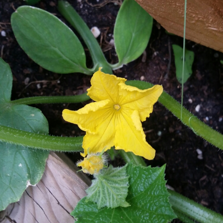 plant image 760867
