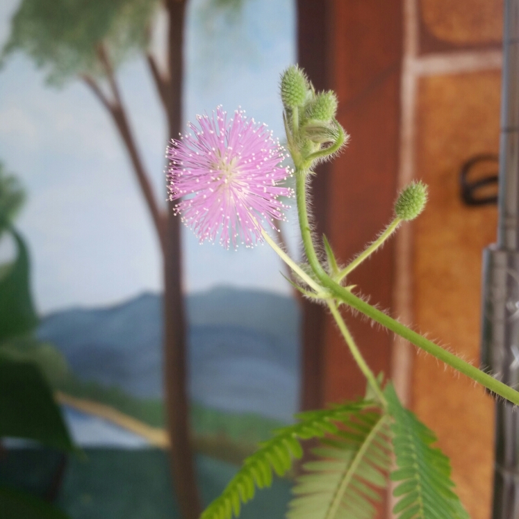 plant image 824505