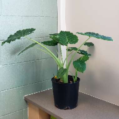 Colocasia esculenta  syn. Colocasia antiquorum