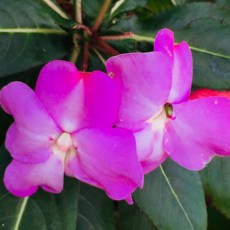 Plant image Impatiens sodenii