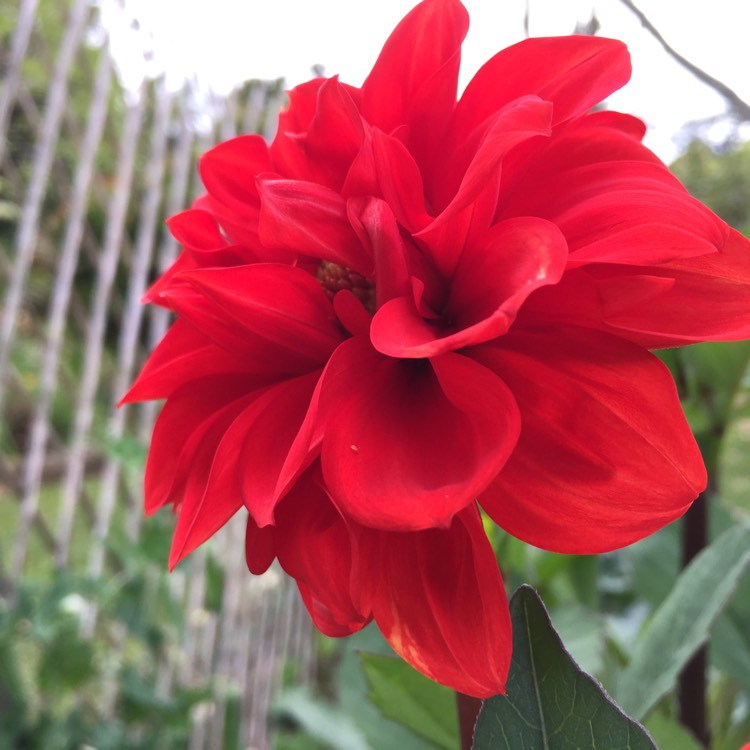 Plant image Dahlia 'Nescio'