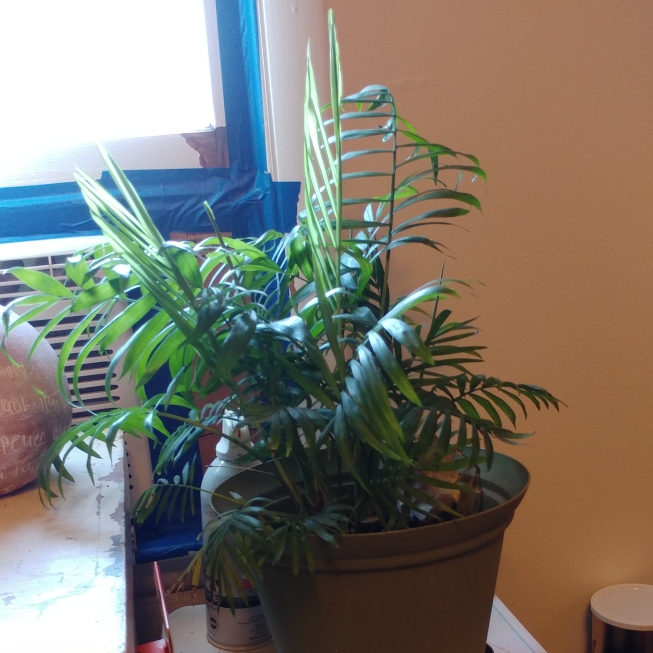 plant image 1331453