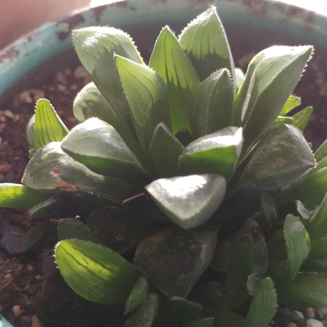 plant image 1381541 plant image 1381541