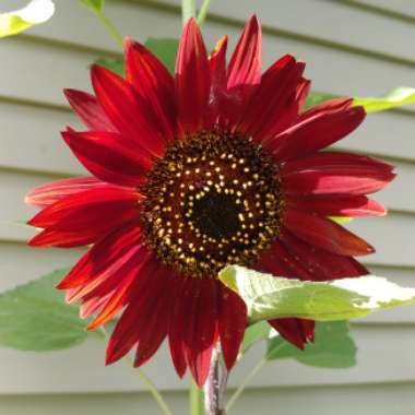 Kayla's garden