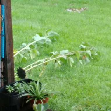 Kayla's garden