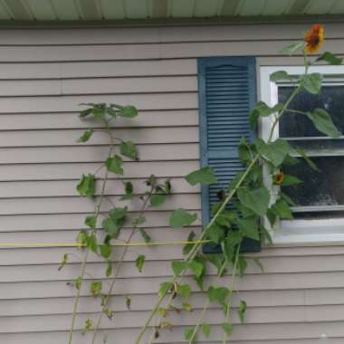 Kayla's garden