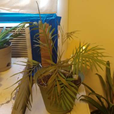 Parlour Palm