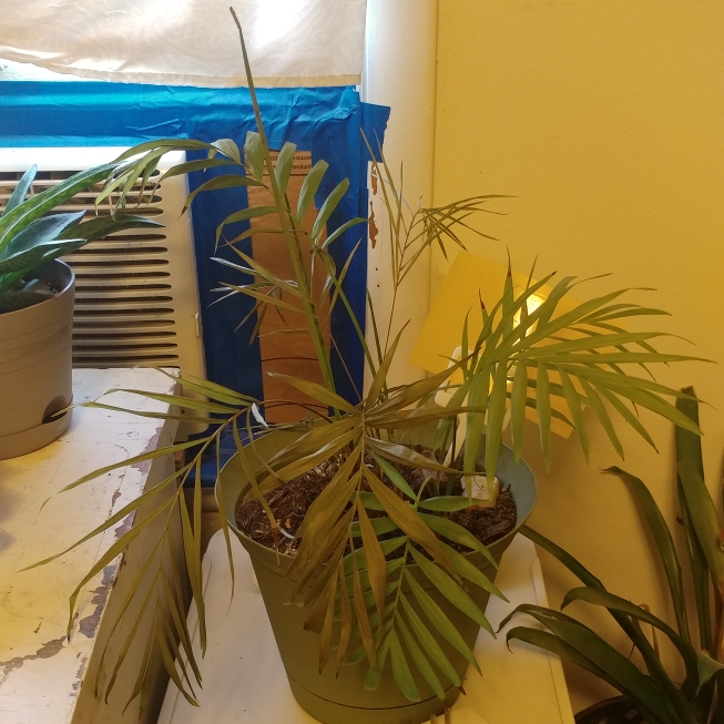 plant image 1414688
