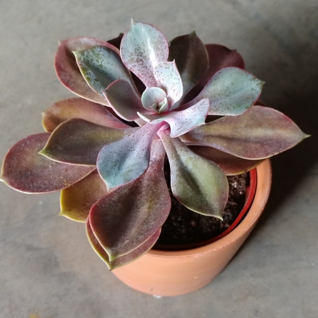 plant image 761398 plant image 761398