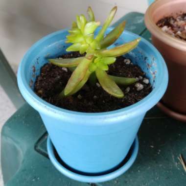 Sedum Adolphi