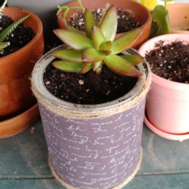 Sedum Adolphi