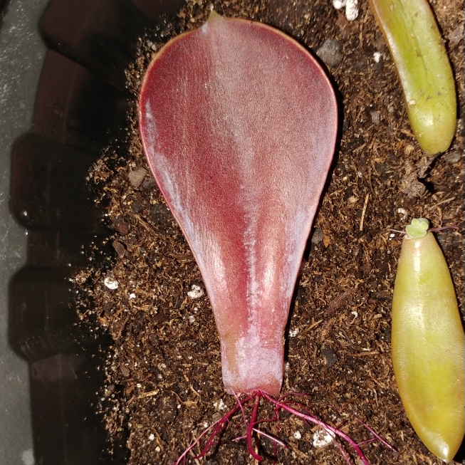plant image 802496 plant image 802496