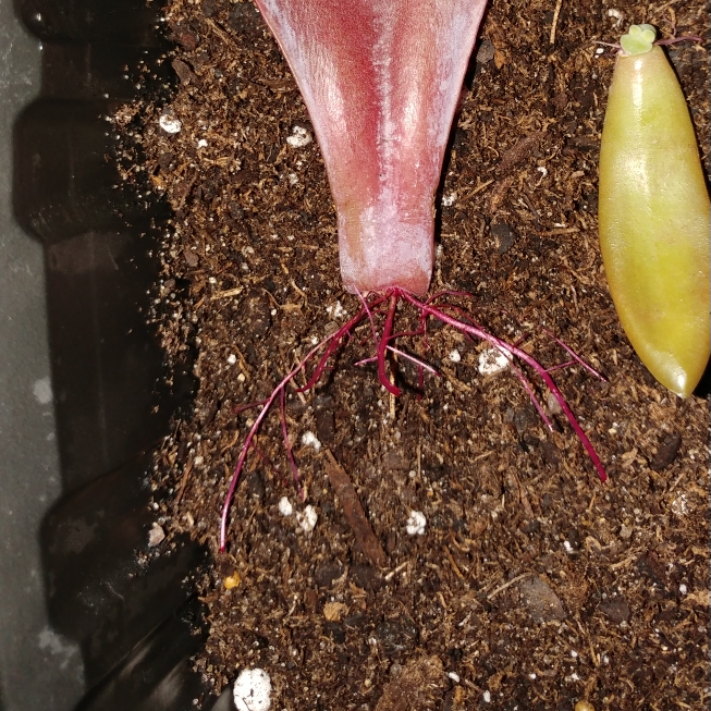 plant image 802499 plant image 802499