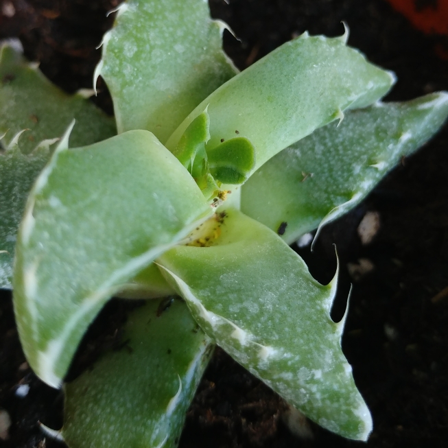 plant image 805190 plant image 805190
