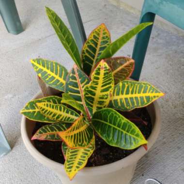 Codiaeum variegatum 'Petra'