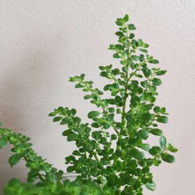 Pilea microphylla
