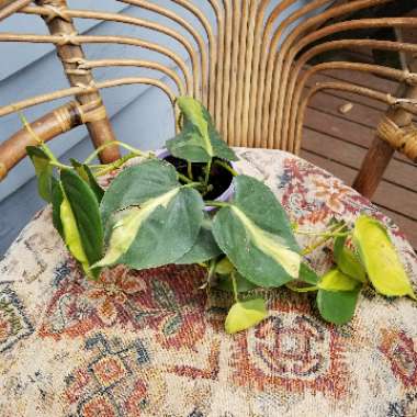 Philodendron scandens