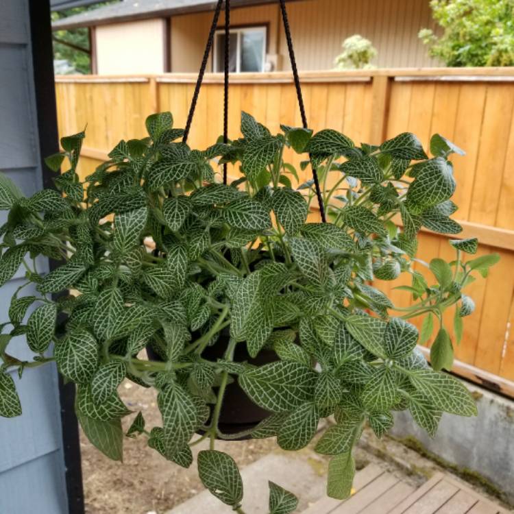 plant image 517708