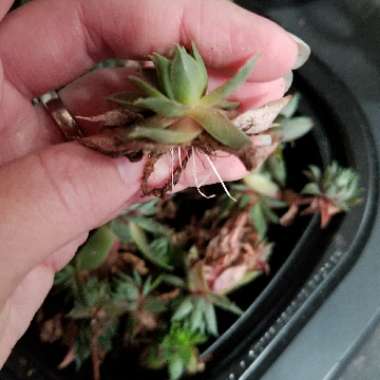 Sempervivum Pacific Blue Ice