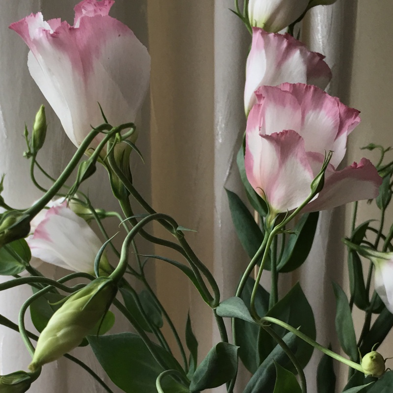 Plant image Eustoma russellianum
