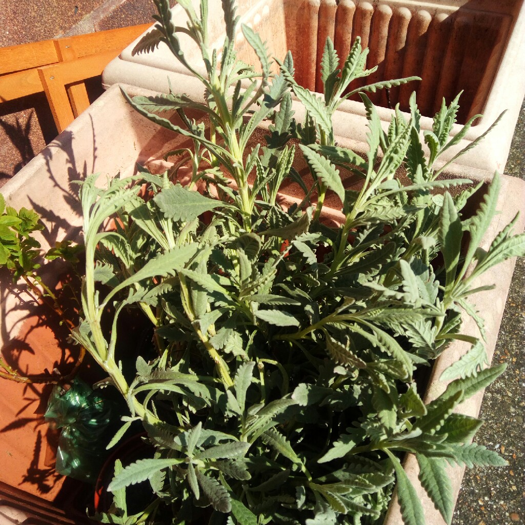 Hannah's garden