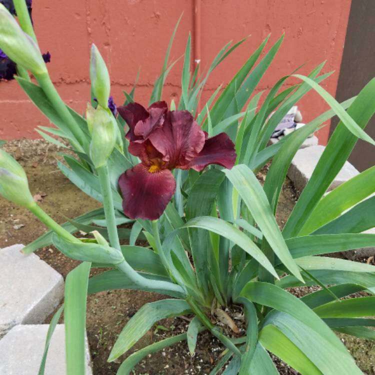 plant image 381610