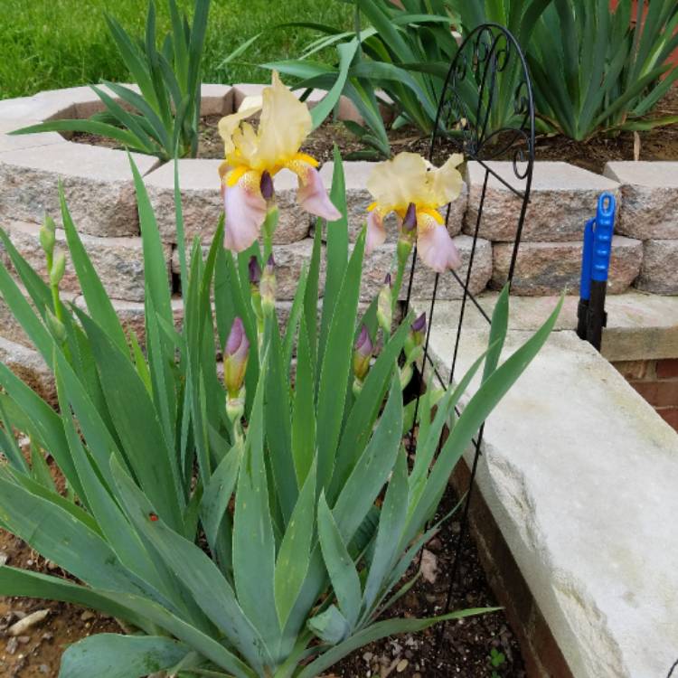 plant image 381611